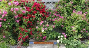 Садовые стены из роз в моем саду