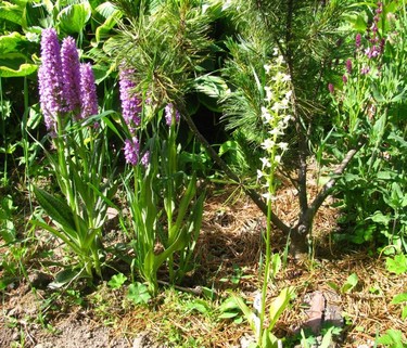 Устойчивые орхидеи для Северо-Запада