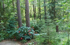 Пригласите в гости лес, или Сад для лентяев. Советы от журнала Мой прекрасный сад