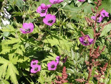 Цветущие растения для торфяной почвы