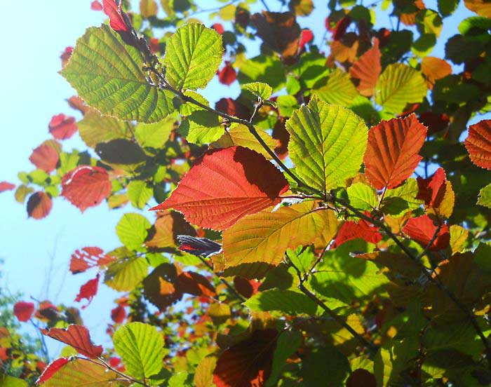 Орешник Осенью Фото