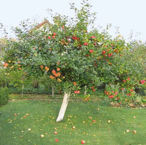 Яблони – посадка и уход. Выращивание яблони, сезонные работы